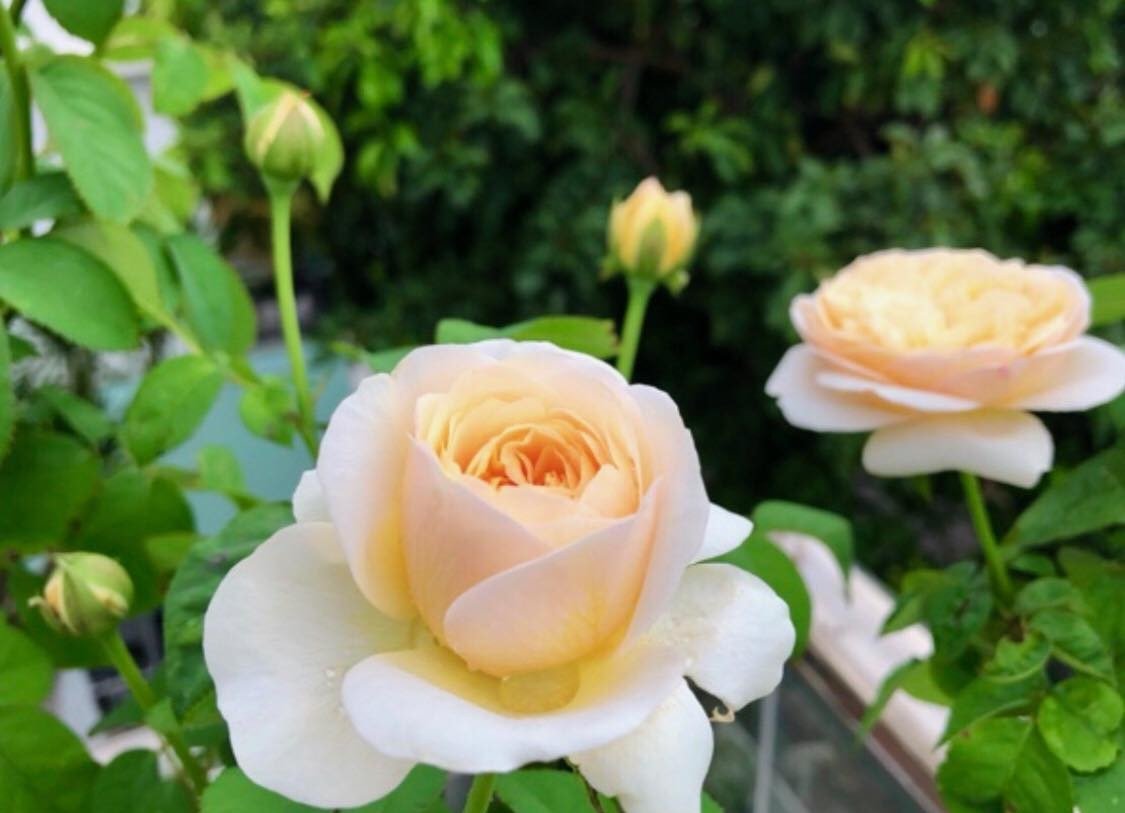 Mỗi gốc hồng có giá trị từ vài trăm nghìn đế hàng chục triệu đồng, tùy thuộc vào kích thước gốc hoa và độ hiếm quý.