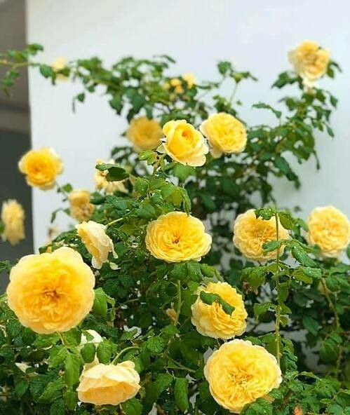 Để khu vườn thêm đa dạng, vợ chồng MC Quyền Linh chọn nhiều loại hoa hồng có màu sắc khác nhau gồm: hồng, đỏ, vàng...