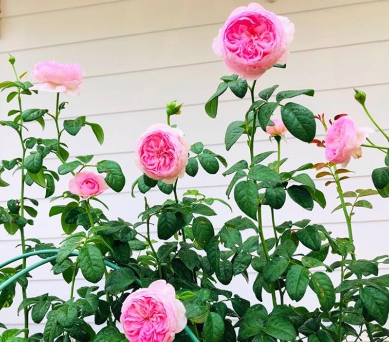 Các giống hồng chủ yếu trong biệt thự của Quyền Linh là hồng ngoại.