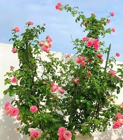 Các giống hồng được chị Dạ Thảo chọn trồng có nguồn gốc từ Nhật, Pháp, Hàn Quốc....