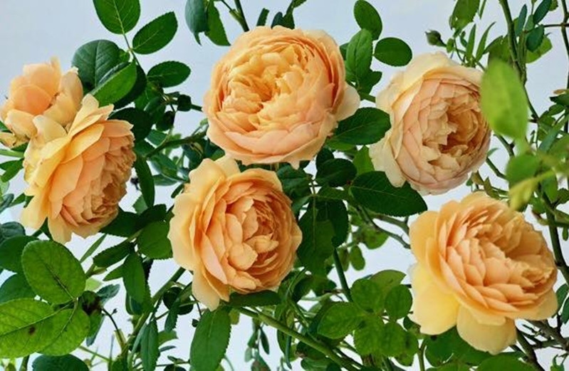 Quyền Linh và bà xã cho biết việc chăm sóc hoa hậu không phải dễ bởi phải tùy vào giống cây, thời gian ra hoa... mà có cách chăm khác nhau. Nguồn ảnh: FBNV.