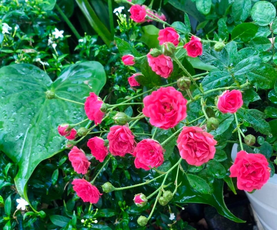 Nước được tưới hai lần mỗi ngày, vào buổi sáng và chiều muộn.