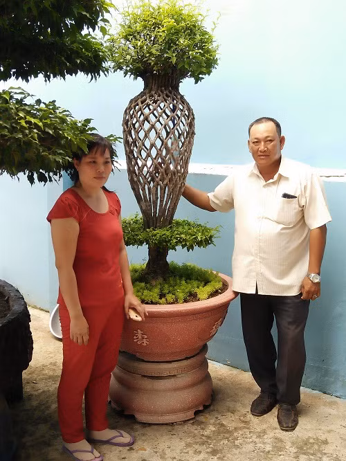 Cây được uốn ghép thành hình dạng một chiếc độc bình đẹp mắt. Ảnh: Kyluc.