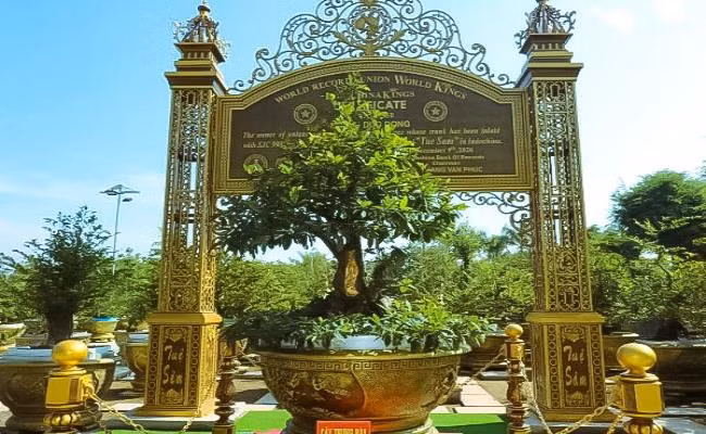 Thuộc giống mai vàng cổ, có tuổi đời trên 100 năm, cây mai Tuệ Sâm có chiều cao từ rễ lên tới ngọn khoảng 2 mét. Ảnh: Dân Việt.