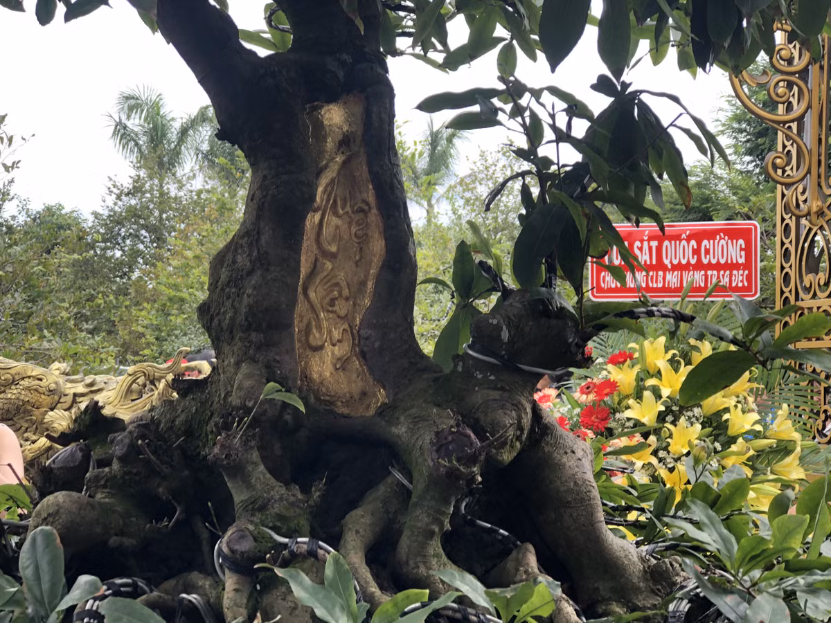 Hoành đế rộng 3 mét, cành lá mọc lên từ dưới phần rễ trần có hình dáng như thân rồng uốn lượn rất đẹp. Ảnh: Kyluc.