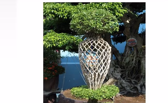 Chiều cao từ gốc lên đỉnh ngọn cây là 1,5m, chiều rộng 0,6m; đường kính giữa của vòng độc bình 1,3m. Hai vòng tán phía trên chóp và dưới gốc có đường kính 1.6m xòe tròn đều đặn tạo thành hai vành đế và miệng, lá xanh mướt. Ảnh: Dân Việt.