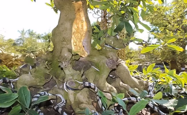 Đặc biệt, trên bệ thân mẹ mọc ra một nhánh, vì vậy mà ông Vũ Đức Đông thường ví von cây mai với hình tượng “Lão mai sinh quý tử”. Ảnh: Dân Việt.