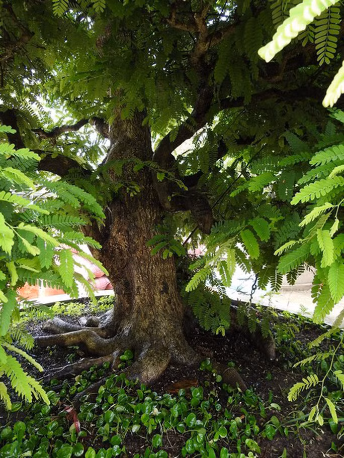 Cây được sửa theo dáng long và chi được sửa theo lối sơn thủy. Ảnh: Người lao động.