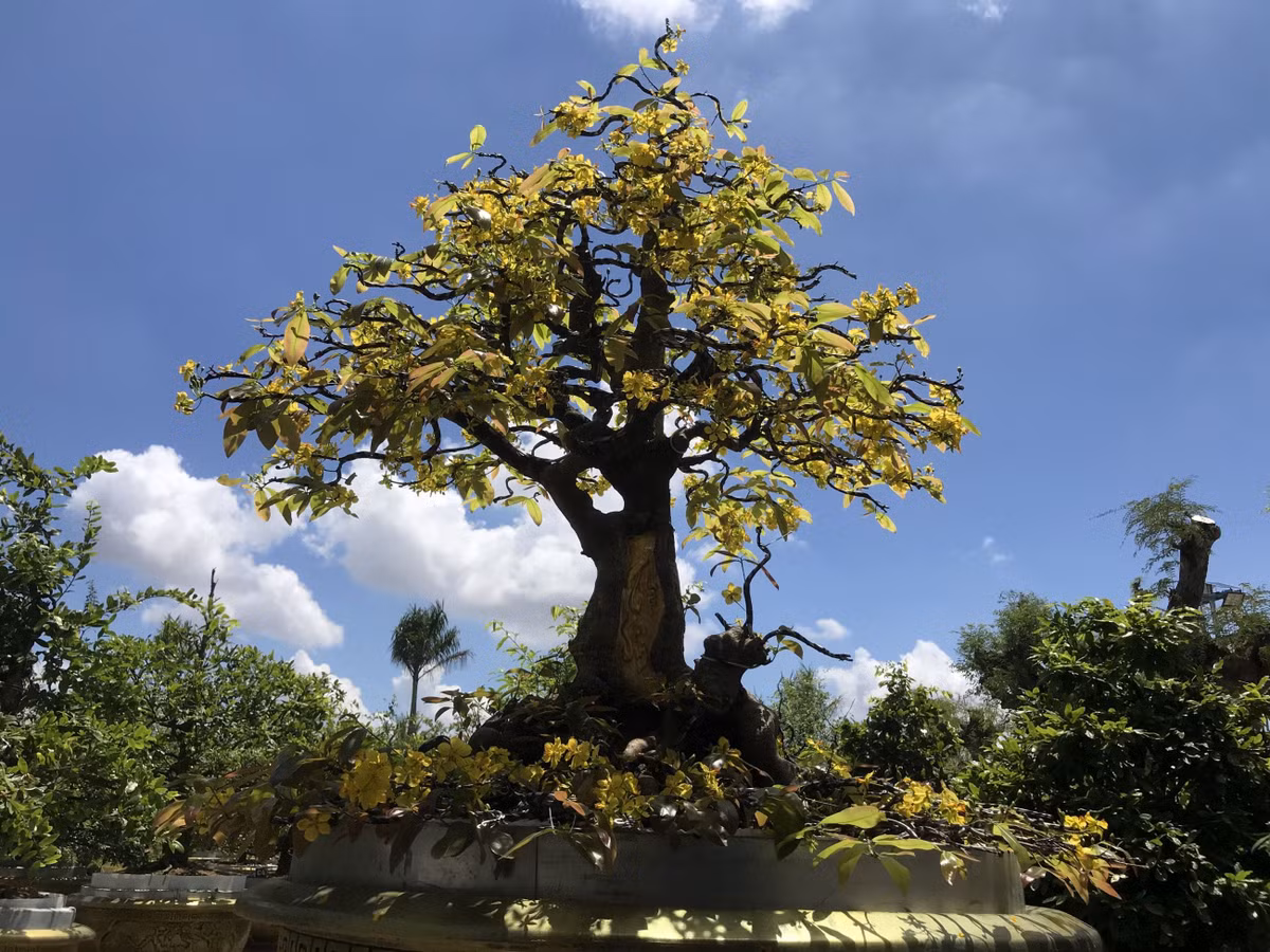 Cây mai "Tuệ Sâm" thuộc sở hữu của ông Vũ Đức Đông ở Đồng Tháp đạt 3 kỷ lục gồm Kỷ lục Cây mai vàng lâu năm dát vàng hai chữ “Tuệ Sâm” trên gốc đạt kỷ lục độc bản Việt Nam, Kỷ lục cây mai lâu năm có thân dát vàng SJC 9999 khắc chữ thư pháp “Tuệ Sâm” đạt giá trị độc bản tại Đông Dương và Kỷ lục người Việt toàn cầu Cây mai vàng lâu năm dát vàng hai chữ “Tuệ Sâm” trên gốc đạt giá trị kỷ lục độc bản người Việt toàn cầu. Ảnh: Kyluc.