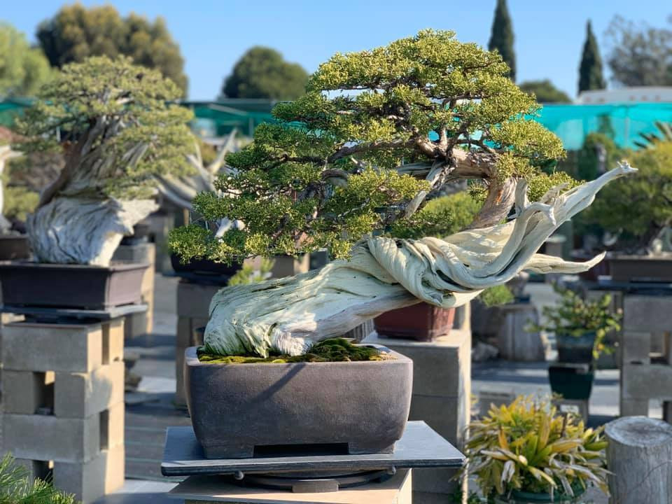 Những chậu bonsai với thân cây lạ mắt. Ảnh: FBNV.