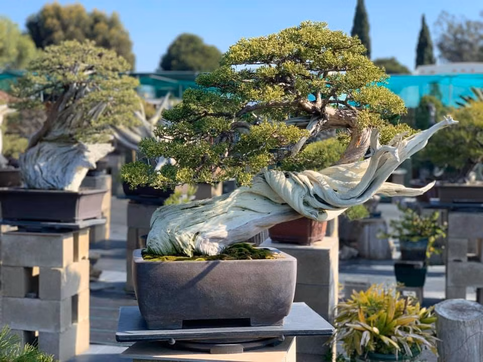Những chậu bonsai với thân cây lạ mắt. Ảnh: FBNV.