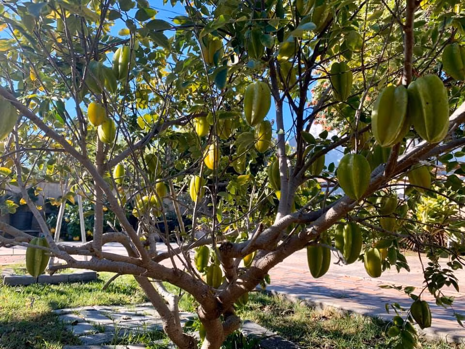 Ngoài thú chơi bonsai, Bằng Kiều còn cùng mẹ trồng các loại rau, hoa và cây ăn trái như cam, chanh, mãng cầu... Ảnh: FBNV.