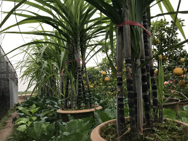 Man nhan mia tim kieng gia tien trieu hut khach ngay Tet