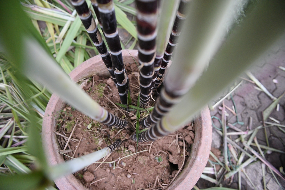 Cây mía thể hiện sự vươn cao, mạnh mẽ, rắn chắc, may mắn nên được nhiều gia đình lựa chọn đặt trong nhà. Ảnh: Lao động thủ đô.