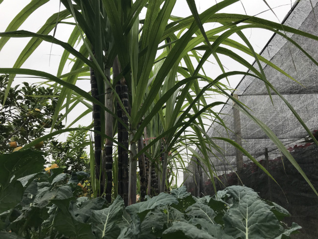 Cứ sau khoảng 1 tháng, các cây mía trong chậu được chia thành từng khóm, dùng dây thép buộc lại để cây lên thẳng. Ảnh: Dân Việt