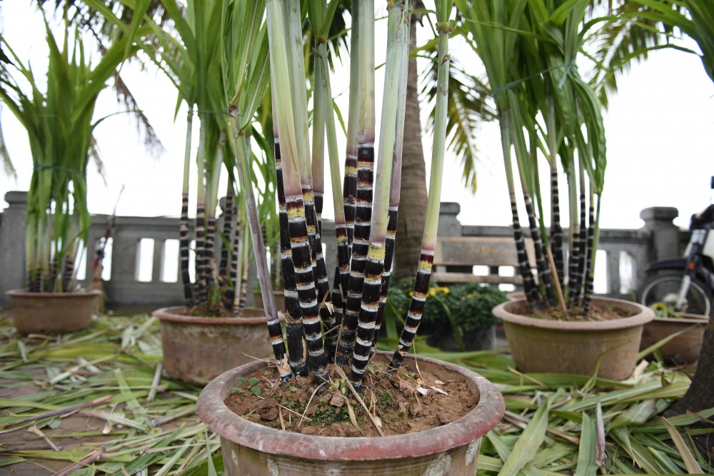 Những chậu mía cảnh được đánh giá là đẹp thường có chiều cao từ 1 – 1,1 mét, thân thẳng, mập vừa, các đốt của cây đều nhau, không bị sâu, lá xanh, rủ đều...Ảnh: Lao động thủ đô.
