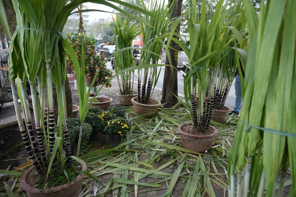 Mỗi chậu có từ 7-9 cây mía. Ảnh: Lao động thủ đô.