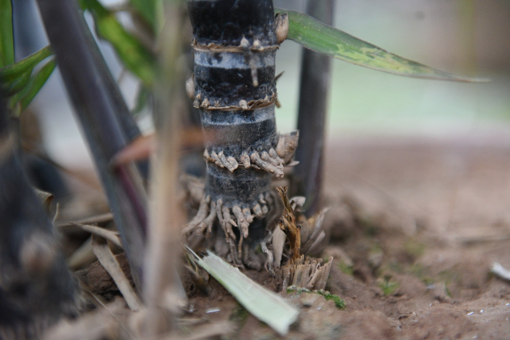 Nếu vào giống sớm hơn cây sẽ bị cao quá hoặc muộn hơn thì không đáp ứng được yêu cầu chiều cao của cây. Ảnh: Lao động thủ đô.