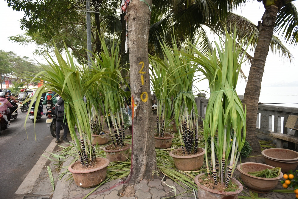 Sau khi chưng Tết, những cây mía cảnh có thể ăn. Khi chặt tận gốc, gia đình nào biết chăm sóc thì năm sau vẫn có thể sử dụng thành cây cảnh chơi Tết. Ảnh: Lao động thủ đô.
