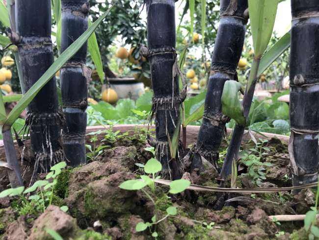 Để đưa mía lên chậu, vào đúng tháng tư âm lịch, người trồng tiến hành vào giống. Ảnh: Dân Việt