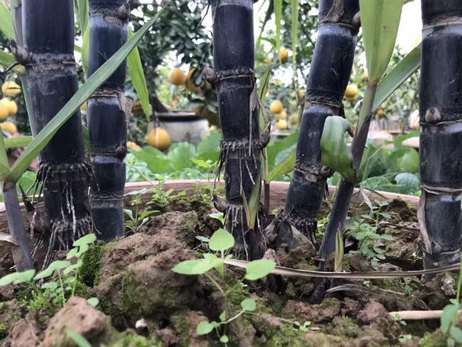 Để đưa mía lên chậu, vào đúng tháng tư âm lịch, người trồng tiến hành vào giống. Ảnh: Dân Việt