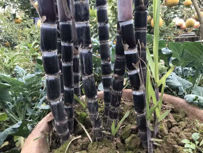 Giá mỗi chậu mía kiểng phụ thuộc vào số cây trong chậu, dao động từ 500.000 - 1 triệu đồng/chậu. Ảnh: Dân Việt.