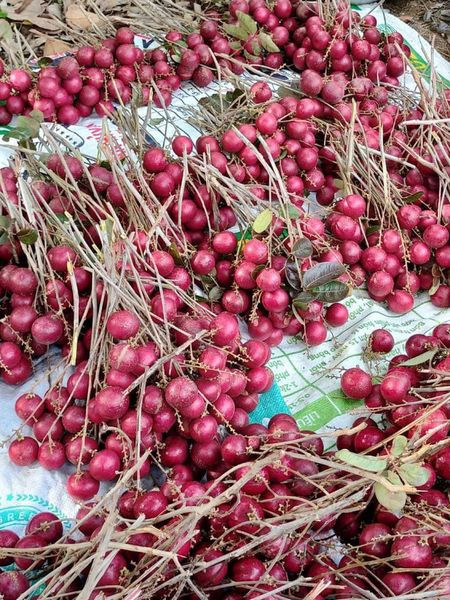 Đơn cử như vườn nhãn của anh Tạ Trung Toàn, trú tại Cồn An Lộc, xã Hòa Tân, huyện Cầu Kè (Trà Vinh) với khoảng 300 gốc nhãn tím đang cho trái, ước tính sản lượng mỗi năm lên đến 2 tấn quả. Ảnh: Facebook