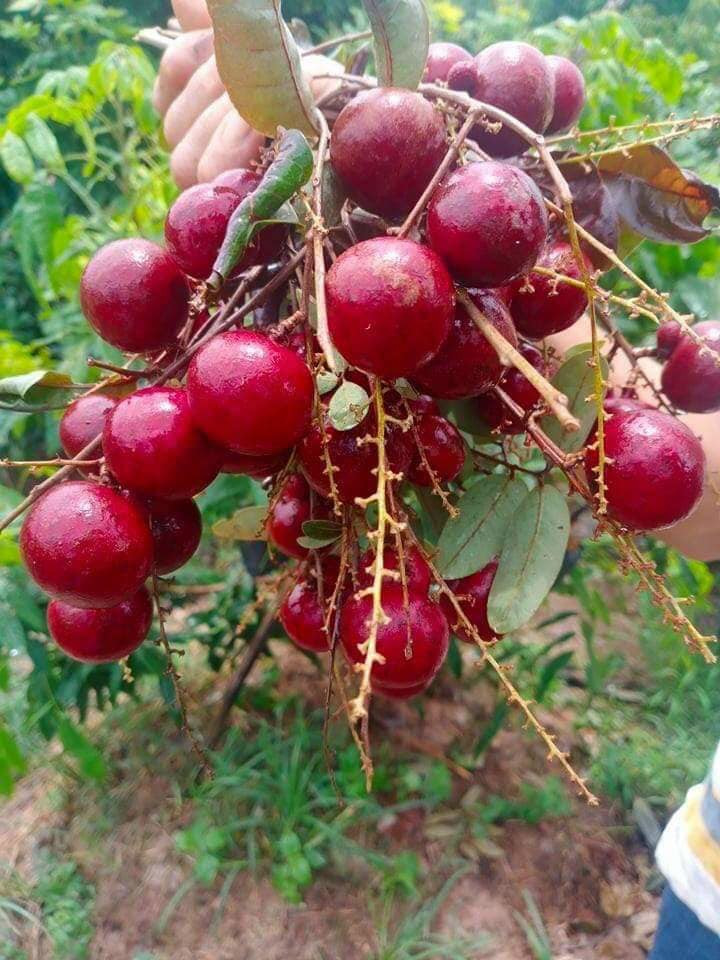 Giống nhãn này không chỉ có màu sắc bắt mắt mà còn có mùi vị thơm và năng suất tốt hơn giống nhãn long (nhãn trắng) thuần. Ảnh: Facebook