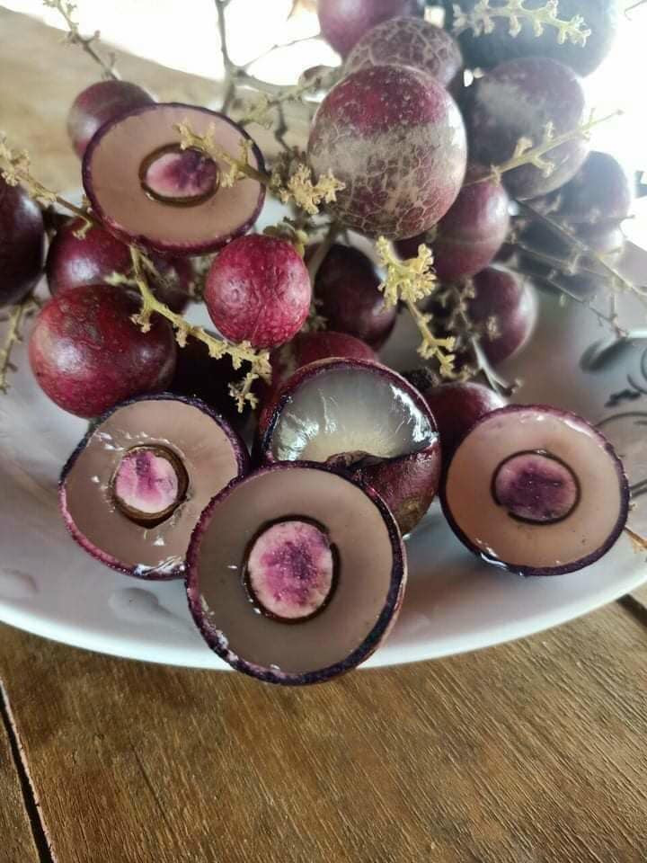 Điều đặc biệt là cả vỏ cây, thân cây, lá và hạt nhãn này đều có màu tím. Ảnh: Facebook