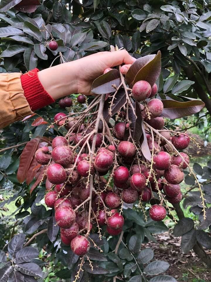 Theo người dân, cây nhãn tím dễ trồng, ít sâu bệnh. Trồng khoảng 18 tháng là cho thu hoạch trái. Những năm đầu tiên chỉ được vài chục kg nhưng những năm tiếp theo số lượng cứ tăng dần theo từng năm và mùa vụ. Ảnh: Facebook