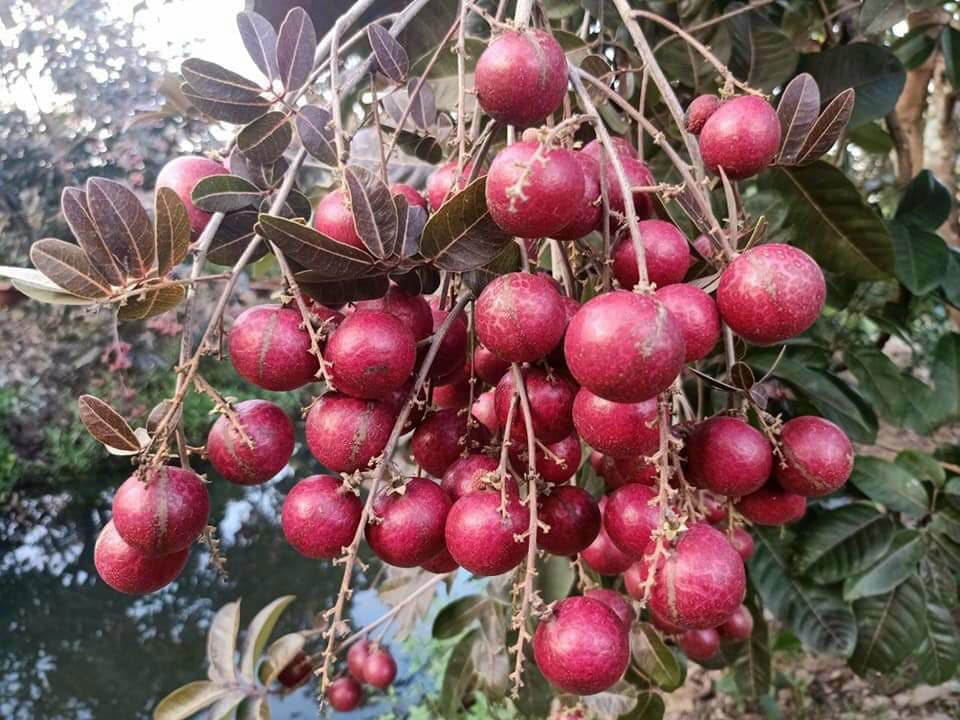 Mặc dù đắt gấp 4-5 lần nhãn thường song nhãn tím Sóc Trăng vẫn được nhiều người đặt mua. Ảnh: Facebook