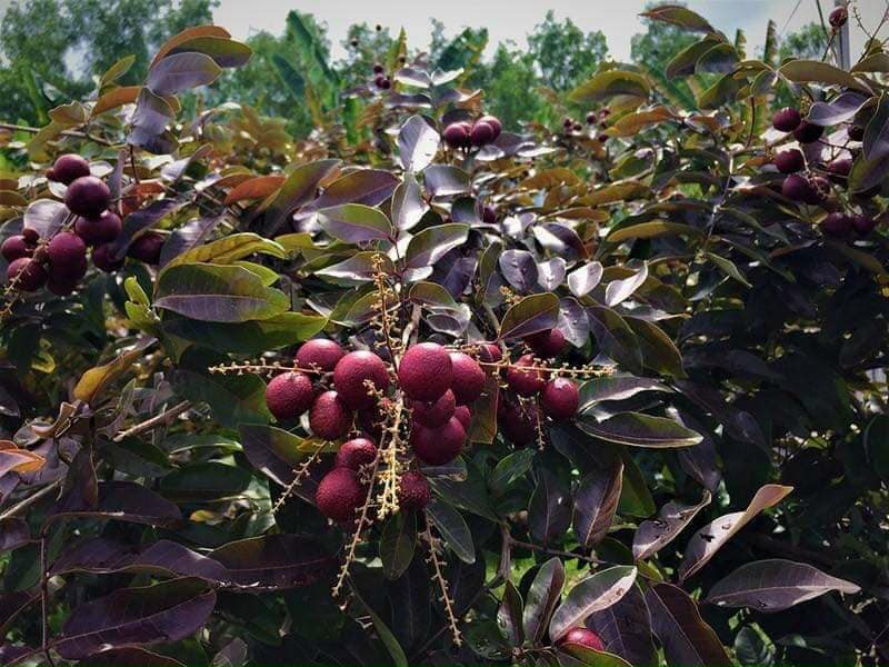 Nhờ trồng loại nhãn độc lạ này, nhiều nông dân thu về hàng trăm triệu đồng mỗi vụ bởi nhãn tím được thương lái lùng mua tận vườn với giá cao. Ảnh: Facebook