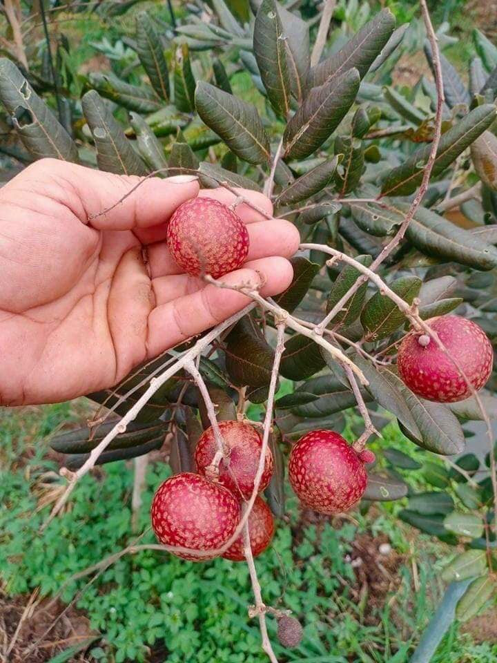 So với nhãn long, nhãn tím trái to hơn, cơm dày và có mùi thơm hơn. Ảnh: Facebook