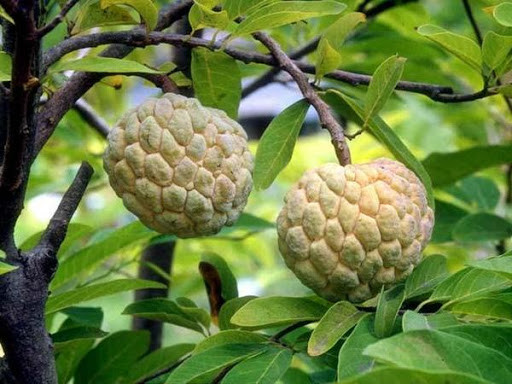 Trên thị trường, na không hạt có giá từ 90.000 - 100.000 đồng/kg, tùy hời điểm, đắt gấp 2-3 lần so với na thường. Ảnh: Internet