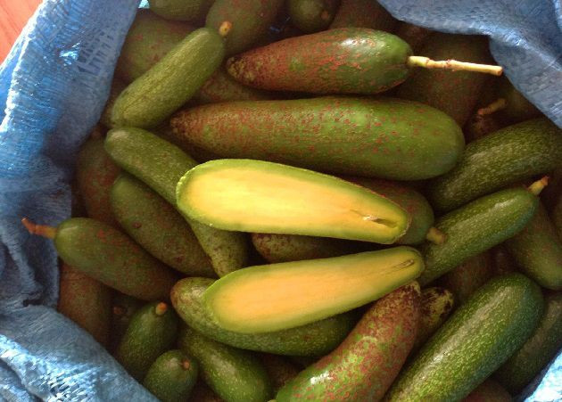 Gần đây, trên thị trường xuất hiện loại bơ tí hon có tên là bơ đực, bơ mini, bơ ngón tay hay bơ không hạt được rao bán với giá từ 80-120.000 đồng/kg, thu hút sự quan tâm của đông đảo người tiêu dùng. Ảnh: Internet