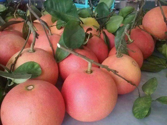 Những ngày gần Tết, bưởi đỏ Luận Văn có giá 250.000 - 300.000 đồng/quả hoặc có thể đắt hơn. Ảnh: Internet