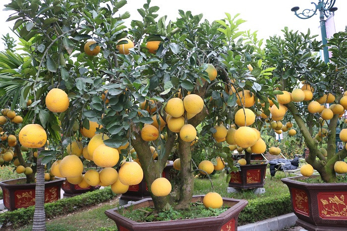 Có màu vàng óng đặc trưng nên bưởi Diễn không chỉ hút khách bằng những trái chưng riêng lẻ mà các chậu bonsai cũng được chuộng. Ảnh: Vietq.