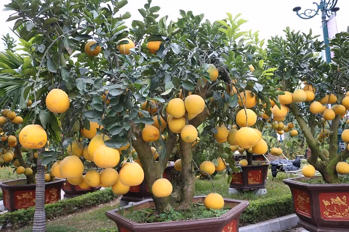 Có màu vàng óng đặc trưng nên bưởi Diễn không chỉ hút khách bằng những trái chưng riêng lẻ mà các chậu bonsai cũng được chuộng. Ảnh: Vietq.