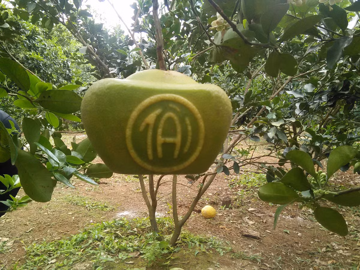 Bưởi tạo hình hồ lô, thỏi vàng hay khắc chữ thư pháp cũng luôn đắt hàng dịp Tết Nguyên đán. Những trái bưởi này không chỉ đẹp mắt mà còn mang ý nghĩa may mắn trong năm mới. Ảnh: Người lao động.