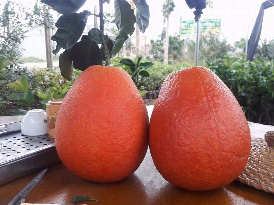 Đặc biệt, cặp bưởi đẹp có giá tới hơn một triệu đồng vẫn được khách hàng đặt mua. Ảnh: Vietnamnet.