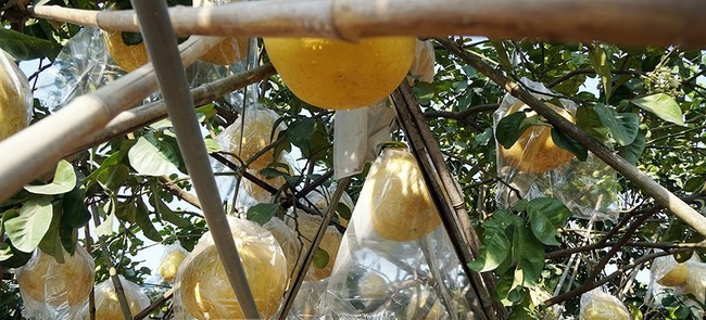 Những ngày cuối năm, bưởi Lâm Động (huyện Thủy Nguyên, TP Hải Phòng) khổng lồ, vàng tươi được nhiều người đặt mua bày bàn thờ Tết. Ảnh: Tiền phong.