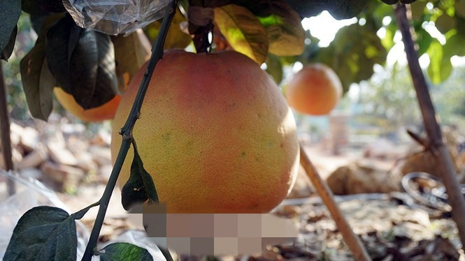 Mỗi quả bưởi khổng lồ Lâm Động giá bình quân 600.000-800.000 đồng. Đối với những quả to vượt trội hoặc đỏ tươi có giá 1-1,2 triệu đồng/quả. Ảnh: Tiền phong.