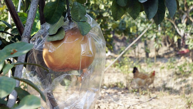 Bưởi Lâm Động kích thước lớn từ 4-6kg/quả, thậm chí có quả nặng 7kg, to gấp 3-4 lần những giống thông thường. Ảnh: Tiền phong.