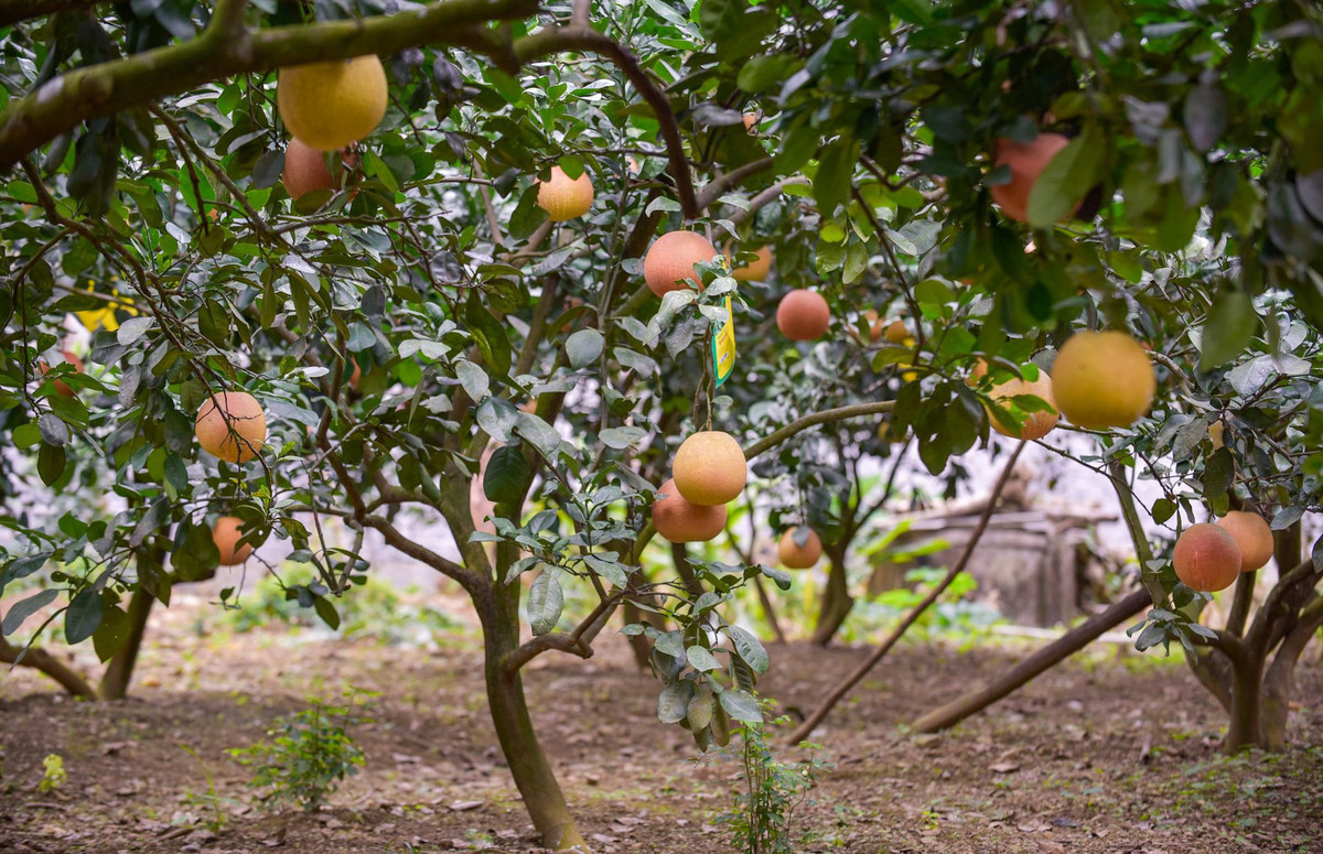 Cặp bưởi chơi Tết giá tiền triệu vẫn không đủ cho khách đặt mua Cap buoi choi Tet gia tien trieu van khong du cho khach dat mua