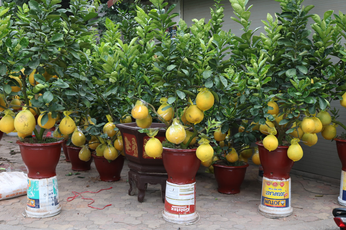 Giá bưởi bonsai phụ thuộc vào lượng quả cũng như dáng của cây, dao động từ vài triệu tới vài chục triệu đồng. Ảnh: Vietq.