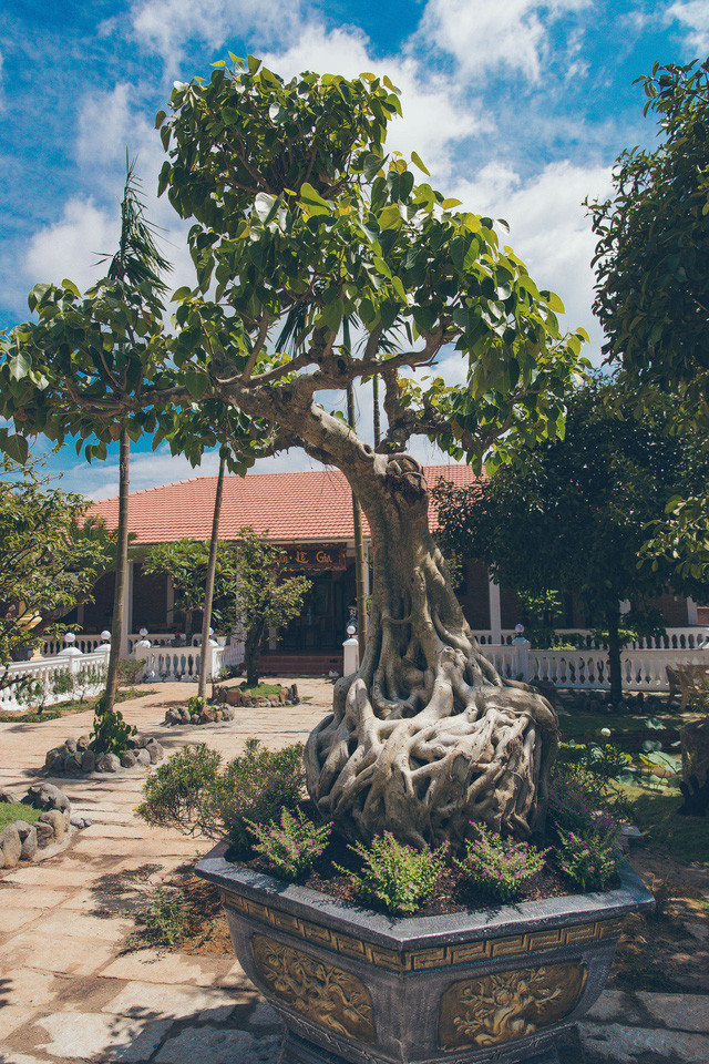 Không gian bên ngoài được phủ xanh bằng các loại cây, từ cổ thụ đến cây ăn quả...Ảnh: Tổ quốc