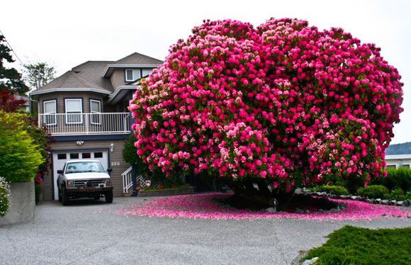 Bên cạnh đó, gia chủ cũng có thể trồng một số cây cảnh trước cổng nhà tốt cho phong thủy như cau cảnh, đại lộc, ngũ gia bì, cây thuộc họ tre, trúc...