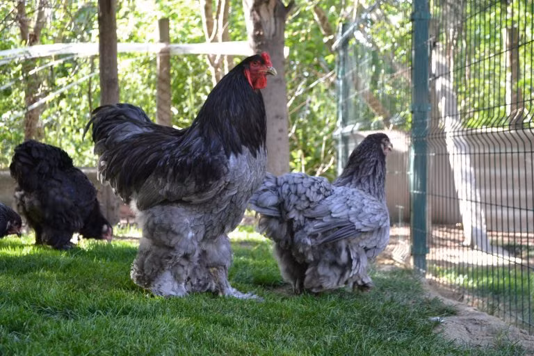 Hiện nay, tại Việt Nam đã có nhiều trang trại tự ấp được và bán ra thị trường cả gà con lẫn gà trưởng thành. Ảnh: Mgd