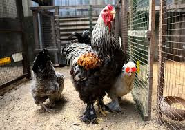 Gà Brahma được coi là biểu tượng của quyền lực, mang lại may mắn, tài lộc cho gia chủ. Vì vậy, chúng được giới “nhà giàu” săn lùng để nuôi trong nhà hoặc làm quà biếu. Ảnh: Mactech.