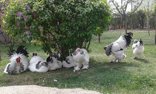 Gà Brahma thuần chủng sở hữu bộ lông phủ kín toàn thân được thế giới công nhận là vua của các loại gà. Ảnh: gacanhvn